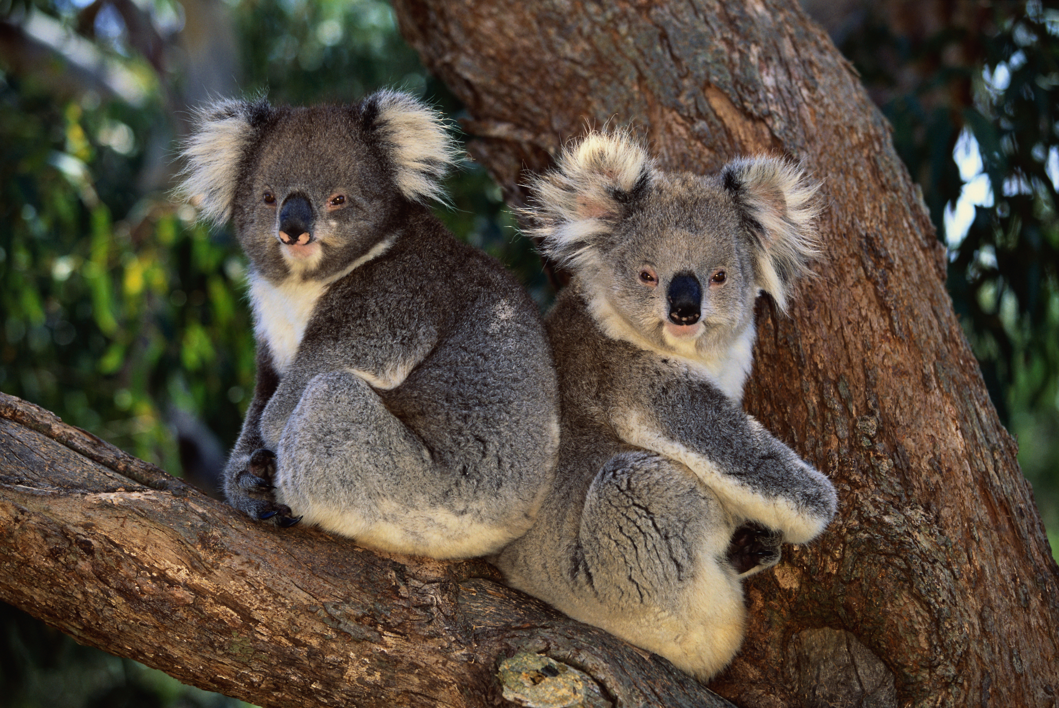 Koalas